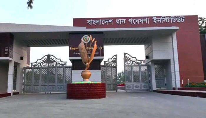 প্রতিকূল পরিবেশে টিকে থাকবে নতুন ছয় ধানের জাত, খাদ্য উৎপাদনে বড় পরিবর্তনের আশা