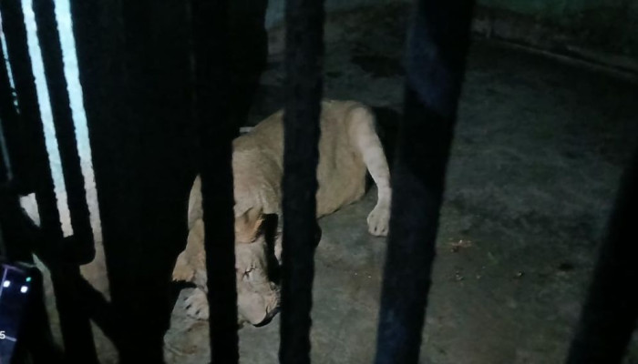 রাজধানীর মিরপুর চিড়িয়াখানায় খাঁচা ফুঁড়ে সিংহ বেরিয়ে আতঙ্ক, নিয়ন্ত্রণে পরিস্থিতি