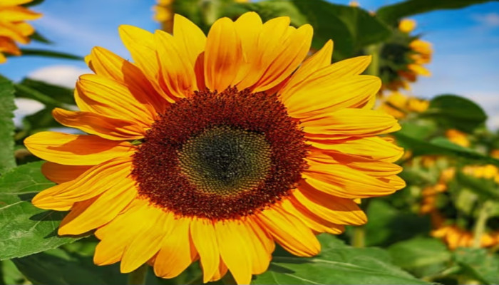 দেশজুড়ে নানা জায়গায় সূর্যমুখী ফুলের চাষ