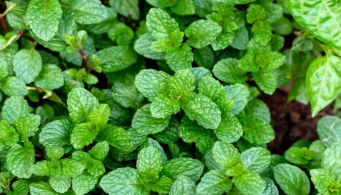 পুদিনা পাতার ব্যবহার ও উপকারিতা: নানা ক্ষেত্রে কার্যকর