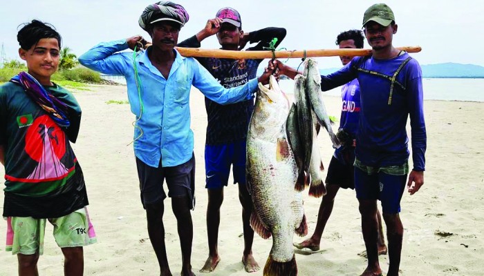 নাফ নদীতে জালে ধরা পড়ল ৩৫ কেজির কোরাল,৪২ হাজারে বিক্রি