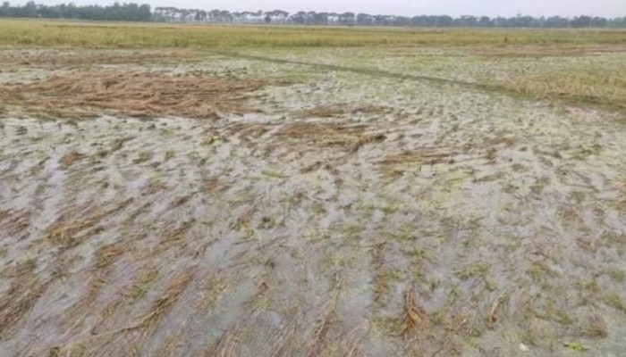 সাম্প্রতিক বৃষ্টিতে ধানের ক্ষতি, কৃষকদের সহায়তায় পদক্ষেপ নেওয়া প্রয়োজন