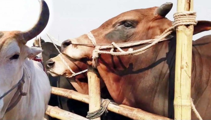 কুরবানী আদায়ে যেসব ভুল-ত্রুটি হতে দেখা যায়