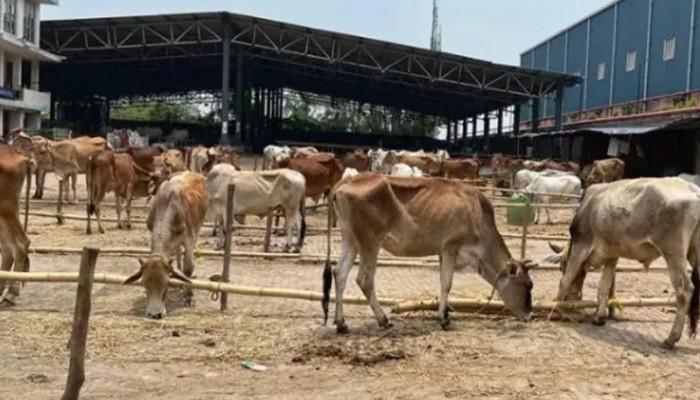 পশ্চিমবঙ্গে প্রথমবার বিজেপি ক্ষমতায়: কুরবানির পশুর হাটে ধস, মাংস ব্যবসায় চরম বিপর্যয়