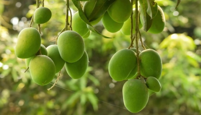 আম পাকানোর জন্য কেমিক্যাল ব্যবহার করা উচিত নয়
